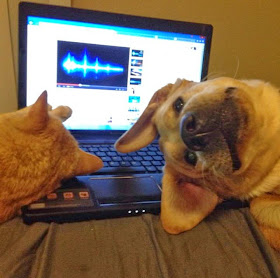 Funny animals of the week - 5 April 2014 (40 pics), dog and cat sleeps on laptop