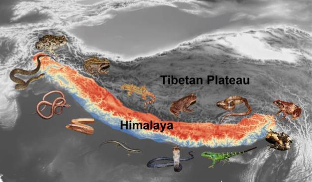 Tracking the Himalayan history from the evolution of hundreds of frogs, lizards and snakes