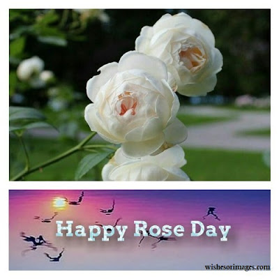 HD Wallpapers of Rose Day