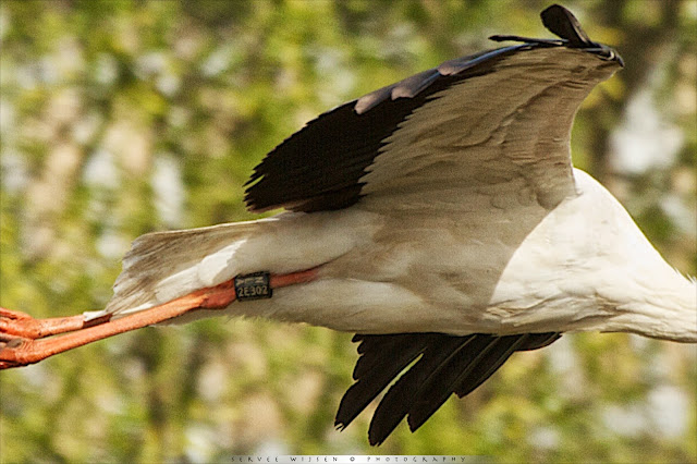 Ooievaar - White Stork - Ciconia ciconia NLA2E302