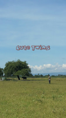 Banteng Baluran