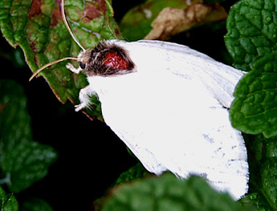 35 Ghosts of Nature - Albino Animals of the Wild