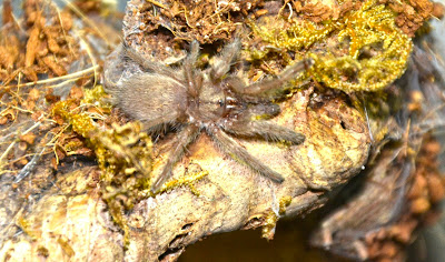 Tarantula babuina