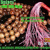 沉香 Agarwood Kerajinan Handicraft Gaharu Agarwood: Tasbih Muslim Kayu Gaharu Zebra Ukuran 99 Biji Diamter 10 mm