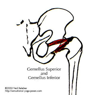 gemellus inferior muscle, action, muscle picture