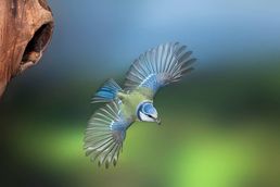 Blue tit, blue tit in flight, bird photography