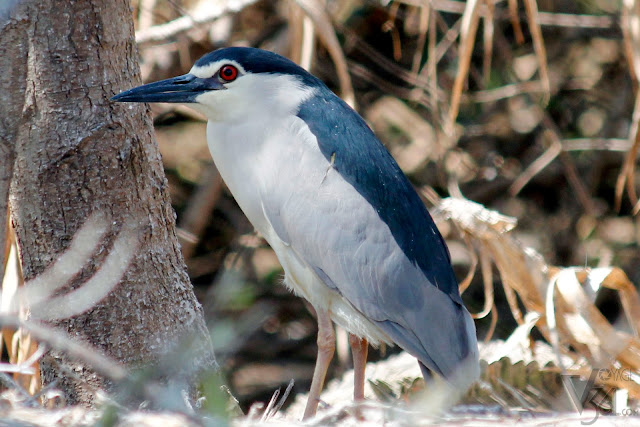 Black-crowned Night Heron, Ranganathittu