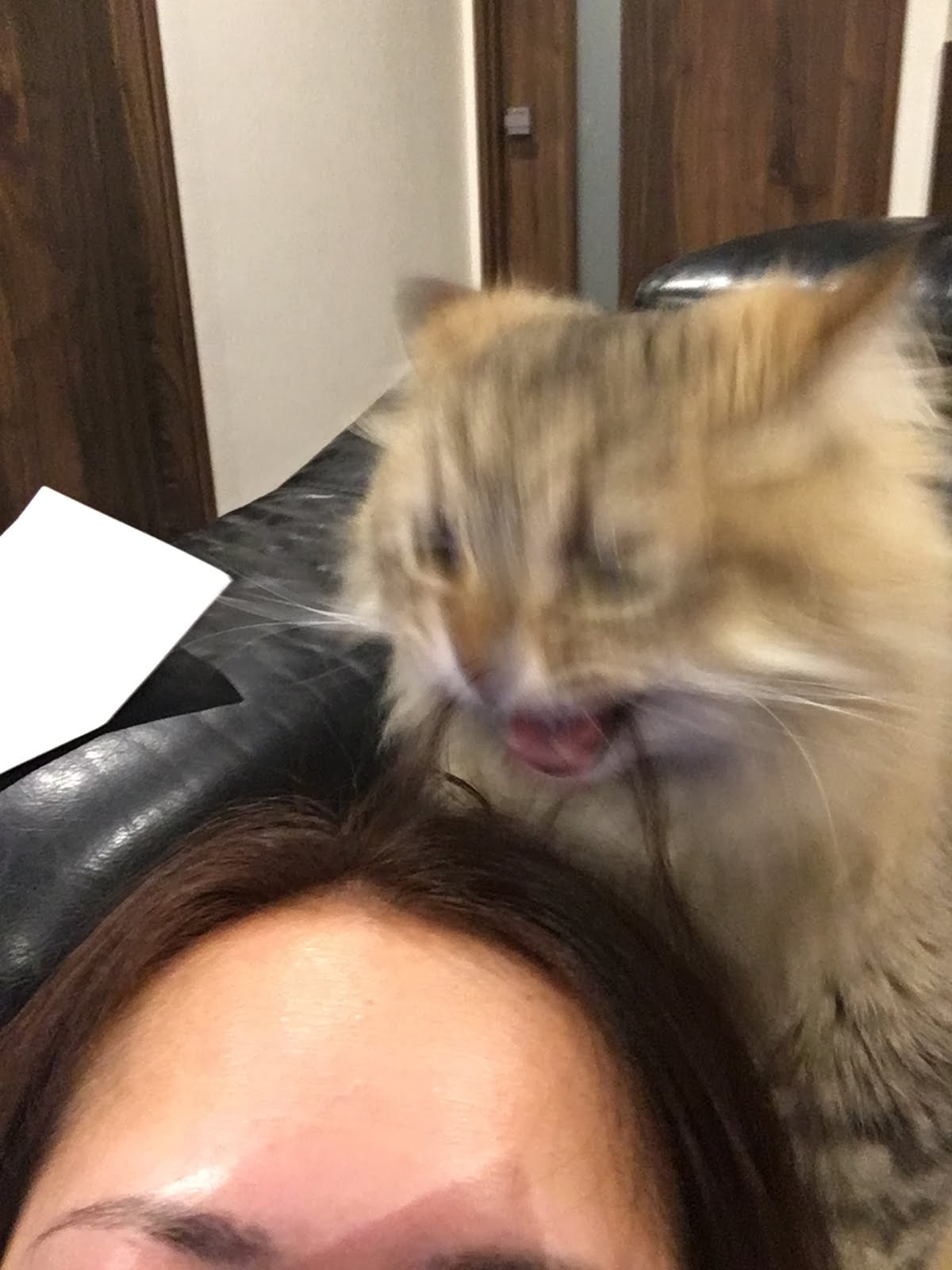ねこバー Bar 髪をなめる