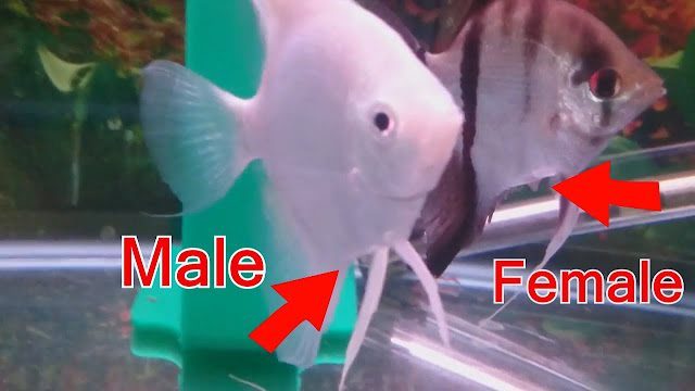 membedakan jenis kelamin manfish