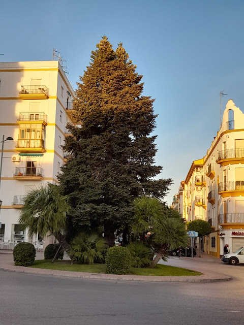 Pinsapo en un jardín de Ronda (2). Fotografía de Antonio Pino Díaz  (octubre de 2020).