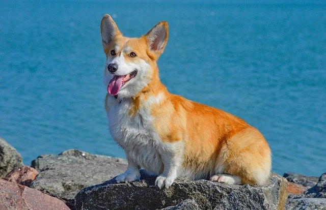 Giống chó corgis có tốt với trẻ em không?