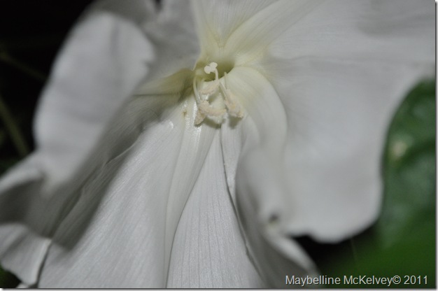 DSC_2223_6987