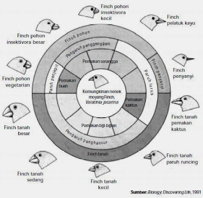 Variasi bentuk paruh dan jenis makanan pada burung Finch yang diamati Darwin