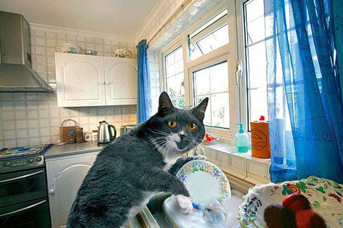 ArtOmega Unik Lucu Kucing Jadi Pembantu Rumah Tangga ArtOmega Unik Lucu Kucing Jadi Pembantu Rumah Tangga