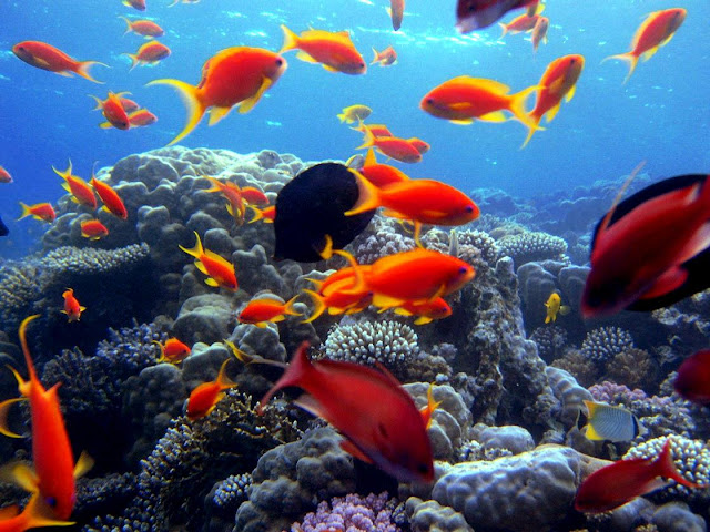 Deep sea Beautiful fishes