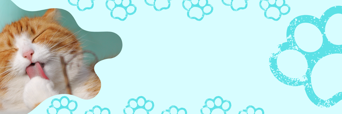 Adorable ginger cat with happy expression against light blue paw print background - Amazon Pet Gifts Collection - Special offers and deals for your beloved pets including toys, treats, accessories and more