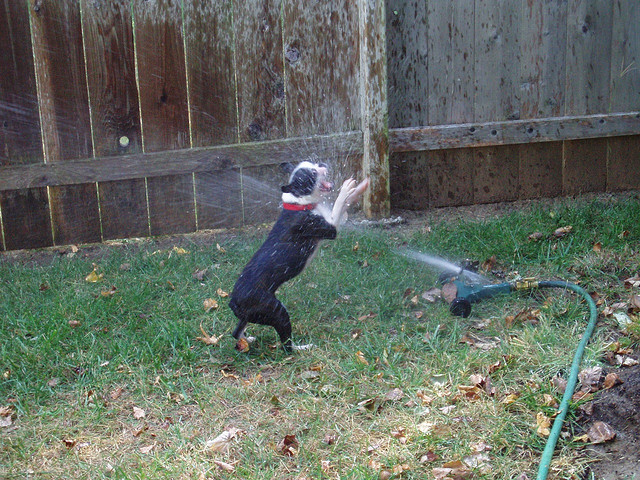 32 pictures of dogs vs sprinklers, funny dog pictures, funny dogs, dogs vs sprinklers, dogs play with sprinklers