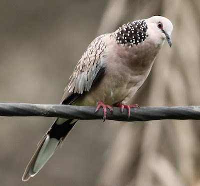 "Spotted Dove, Displaying courtship behavior sitting on a cable."