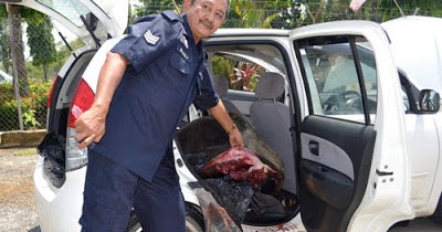 Sebalik Tirai: Empat Pencuri Sumbat Kerbau Dalam Perodua MYVI