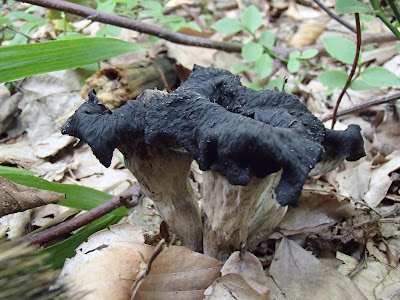 Lejkowce dęte Craterellus cornucopioides 