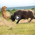 Buffalo vs Lion fight