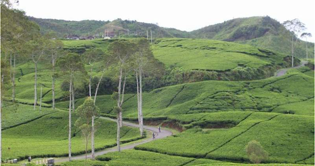 3 Tempat Wisata Di Ciwidey Bandung Selatan Yang Wajib Dikunjungi