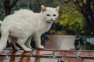 Apakah Kucing Kedinginan Saat Hujan