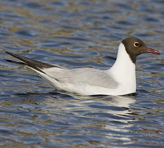 gaviota minima Larus ridibundus