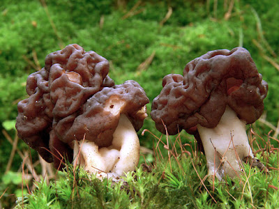 Hrčak (Gyromitra esculenta)