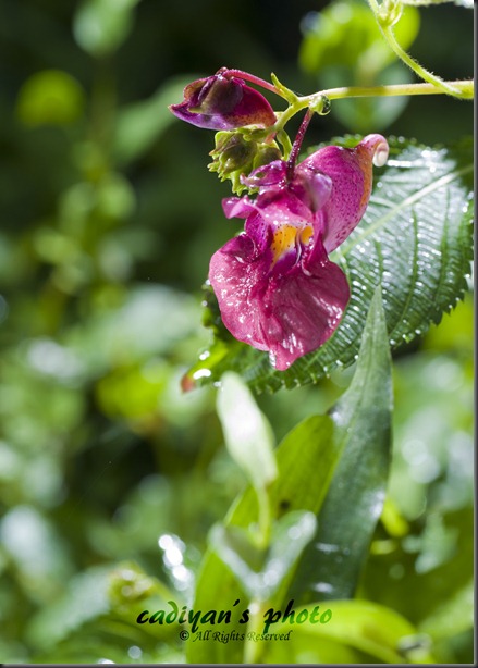 D700_2012-09-14_016