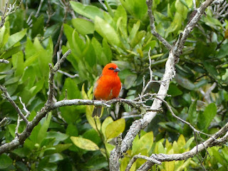 Foudi de Madagascar - Foudi rouge - Cardinal - Kardinal - Foudia madagascariensis