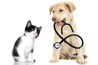 Pet Insurance! is it worth the money?