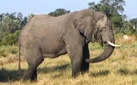 WWF Indonesia Serukan Penyelamatan Gajah Sumatra