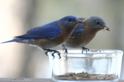 bluebirds eating mealworms