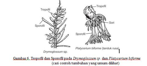 Bentuk ukuran struktur dan fungsi pteridophyta Pak Bentuk ukuran struktur dan fungsi pteridophyta Pak