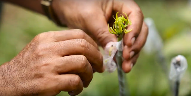 Cara Memperbanyak Bibit Mangga Bermutu dengan Metode Grafting