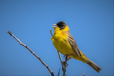 Black headed Bunting (Emberiza melanocephala)