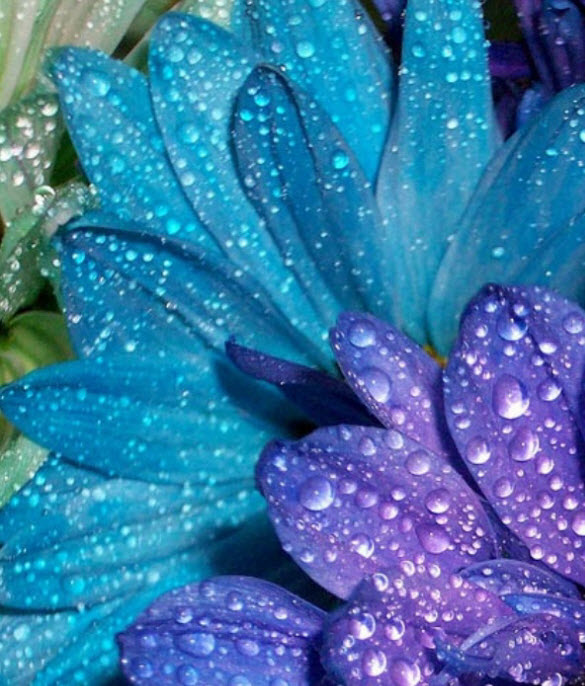 Beautiful Examples of DEW DROPs Photography