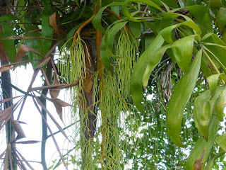 Dypsis pinnatifrons - Palmier malgache