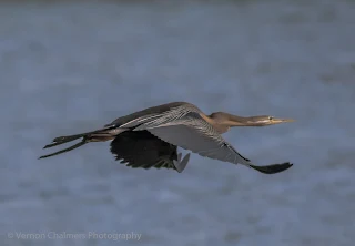 African Darter in Flight : Table Bay Nature Reserve, Woodbridge Island / Cape Town Frame