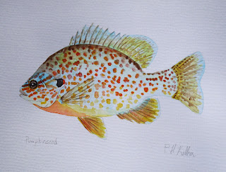 Pumpkinseed, Sunfish, Pat Kellner, P. H. Kellner, Fishing Art, Fly Fishing Art, Texas Freshwater Fly Fishing, TFFF, Fly Fishing Texas, Texas Fly Fishing