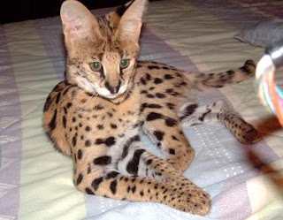 savannah cat pets infomation picture photo animal domestic