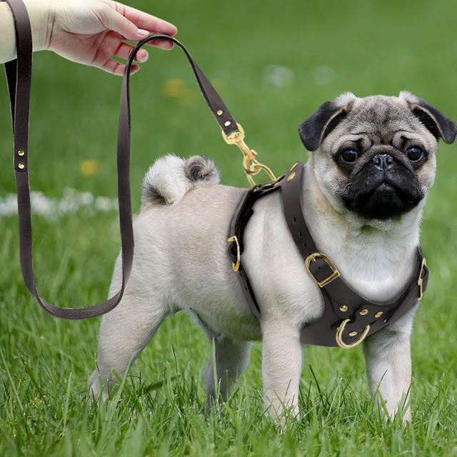 Dogs harness