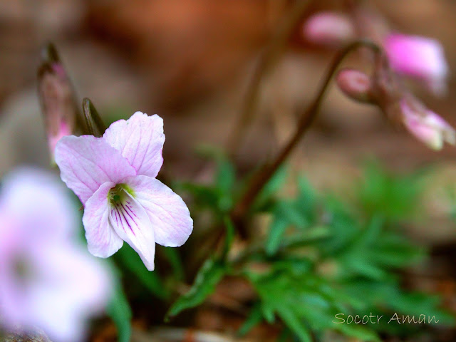 Viola eizanensis