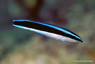 Cleaner Wrasse picture