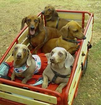 dog wagons east