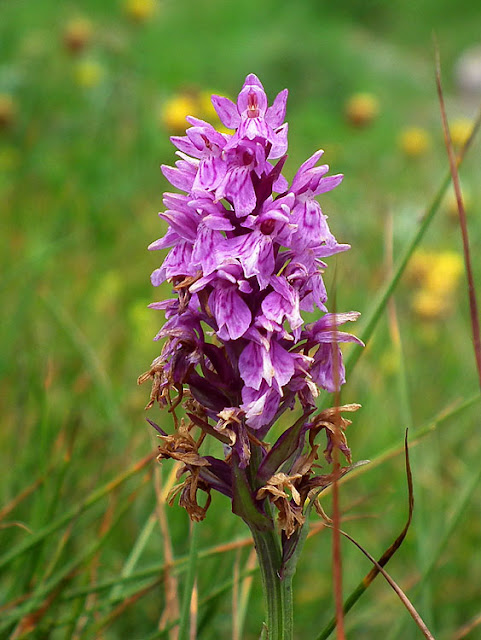 Heath Spotted Orchid Dactylorhiza maculata, France. Photo by Loire Valley Time Travel.