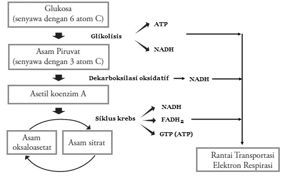 respirasi aerob