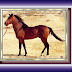 خيل الشوافة