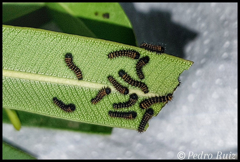 Grupo de larvas L1 de Antherina suraka
